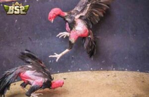 Hướng dẫn tham gia Đá Gà Asil B52