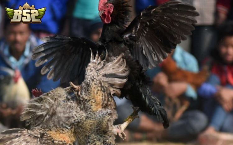 Trải nghiệm Đá Gà Asil B52