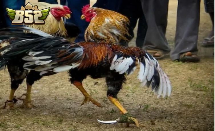 So sánh Đá Gà Mỹ với các loại đá gà khác