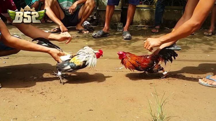 Nguồn gốc và lịch sử của gà tre Thomo