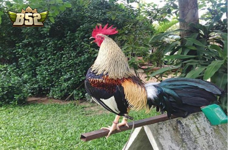 Giá trị kinh tế và văn hóa của Đá Gà Tre