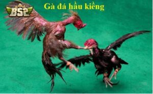 Gà Đá Hầu Kiềng là gì?